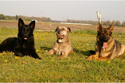 Aruna, Frieda, Anja